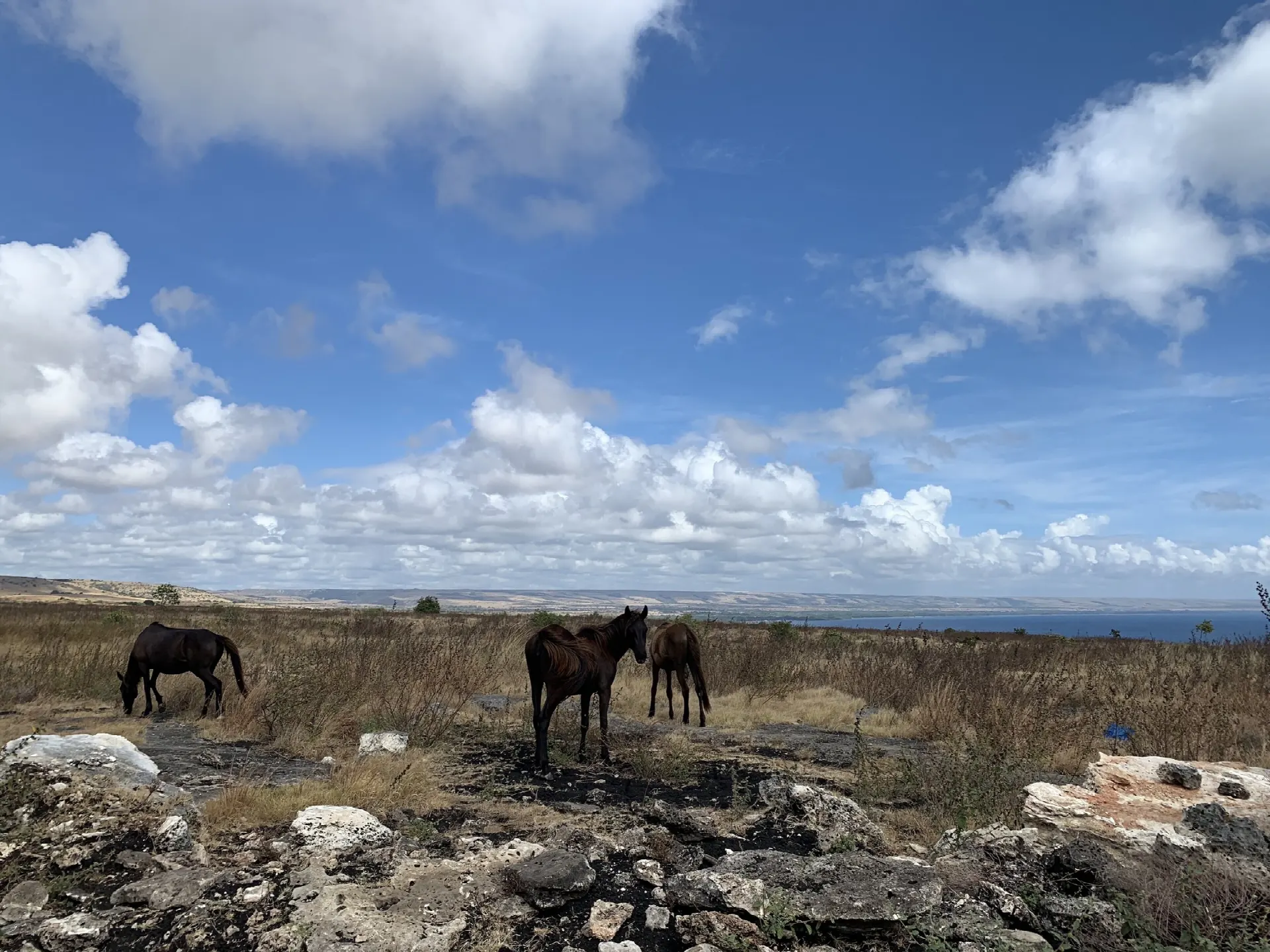 Sumba Diving Center — Cavalli di Sumba sulla Savana